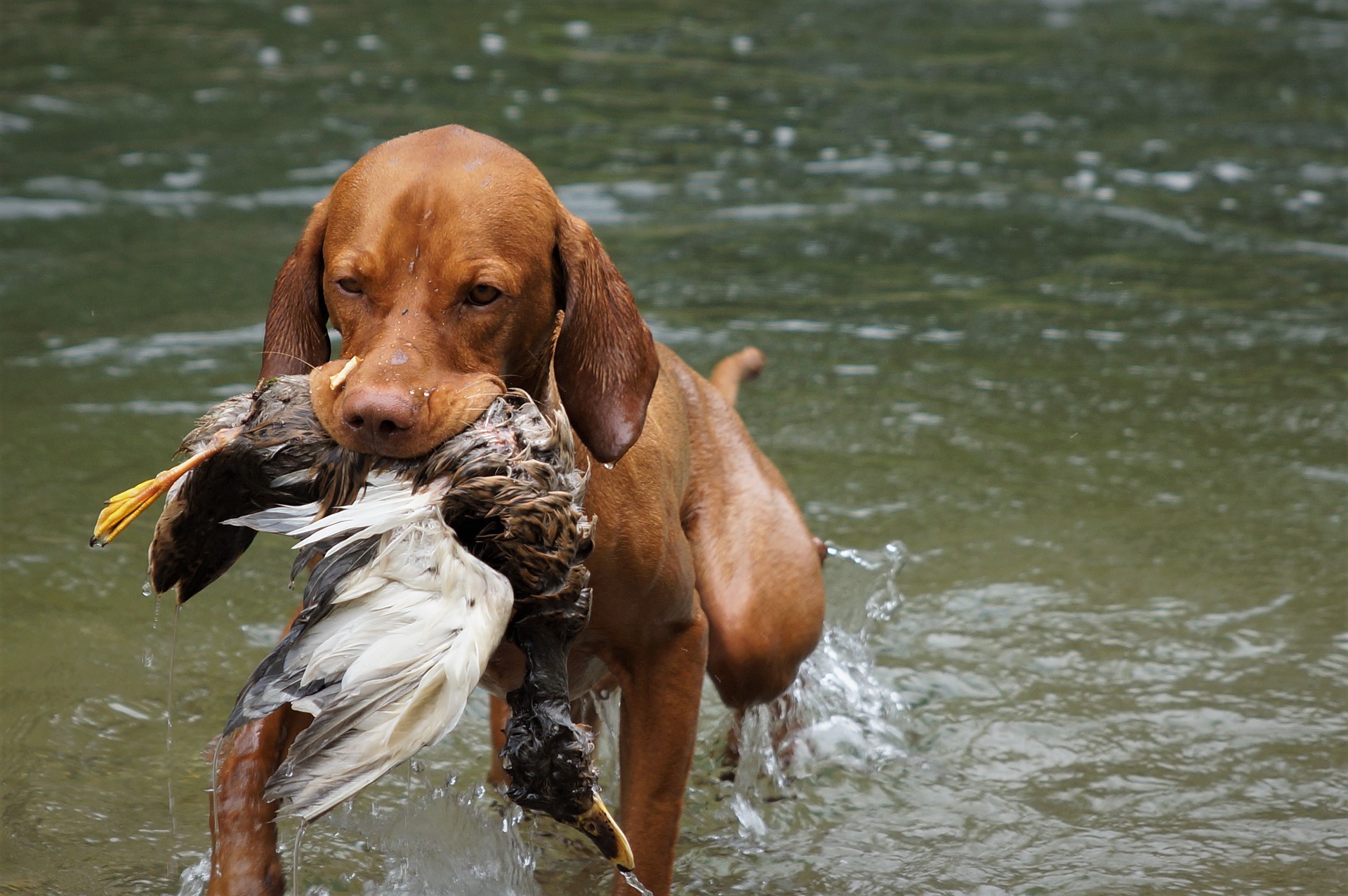 Saint Hubert (Chasse)