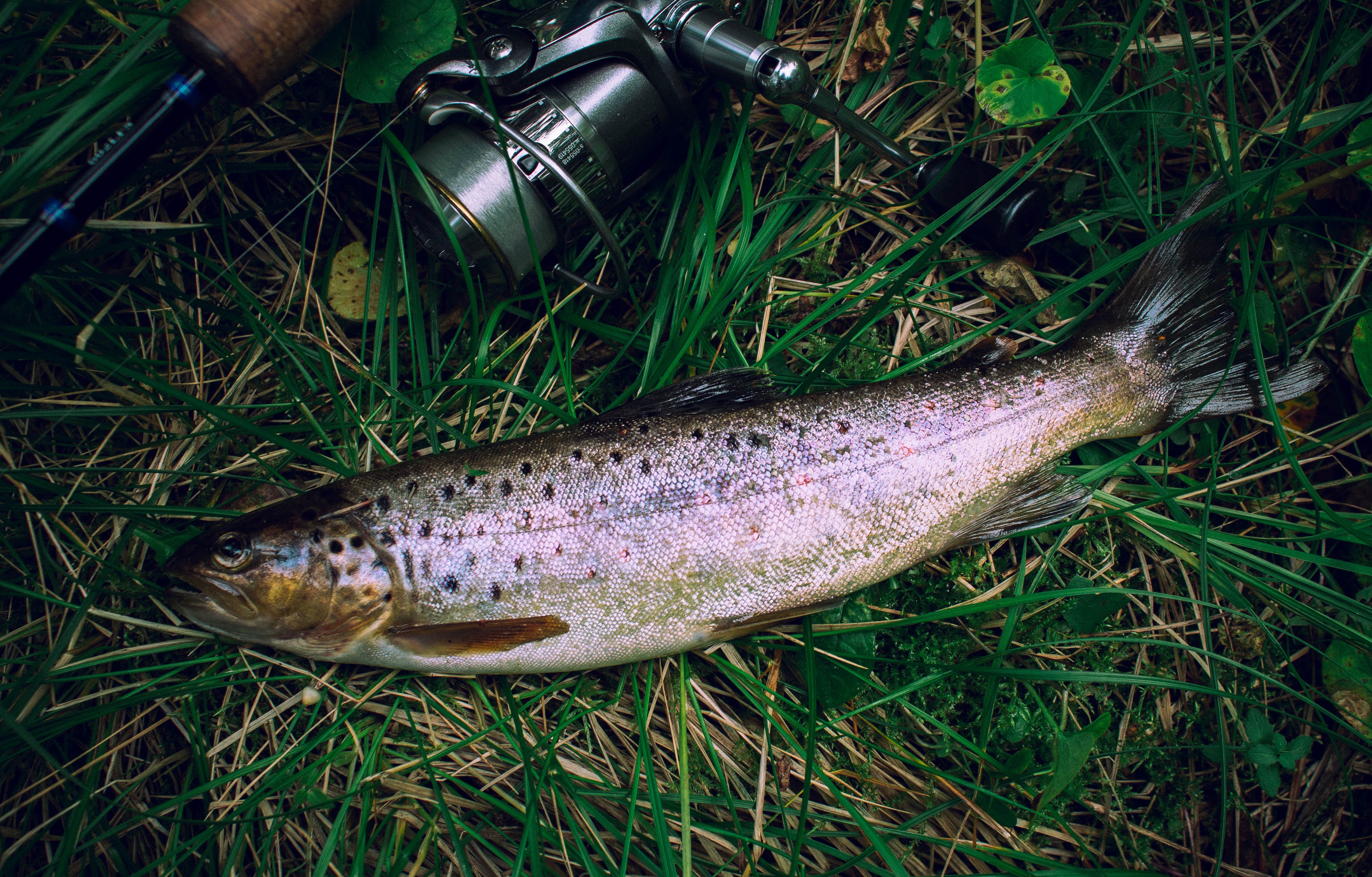 Lâcher de poissons _ Etang de Bondi