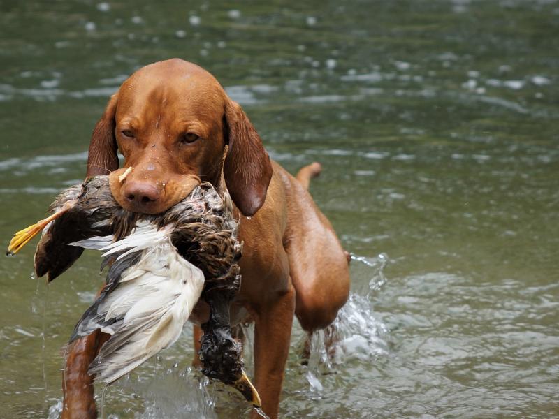 Saint Hubert (Chasse)